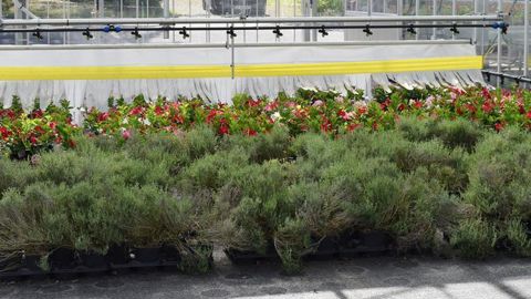 Au lycée agricole Angers Le Fresne (49), le chariot d’arrosage a été équipé d’une bâche et d’une bande jaune engluée pour piéger les ravageurs. Une application sur portable permet de gérer l’ensemble. ©Anne Mabire